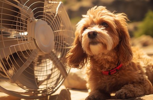 Veja 7 dicas para deixar o ambiente fresquinho para os pets no calor - Jornal da Franca