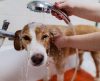 Veja as dicas simples para refrescar seus animais de estimação nesse calorão - Jornal da Franca