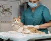 FIV e FeLV: Entenda a importância dos testes em gatos - Jornal da Franca