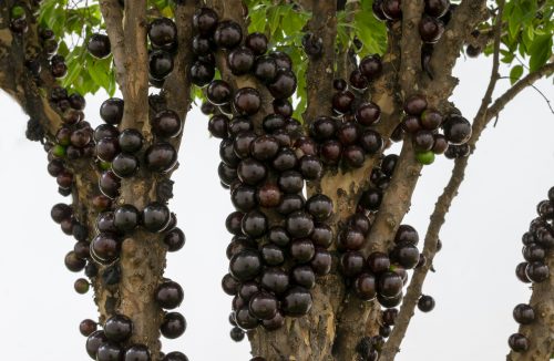 Veja 7 árvores frutíferas que pegam facilmente no jardim ou quintal de casa - Jornal da Franca