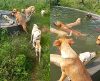 Homem flagra vira-latas caramelo se refrescando e alegria dos cães encanta - Jornal da Franca