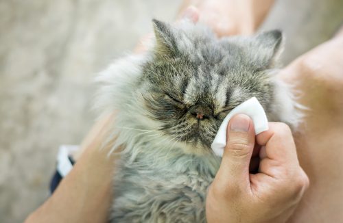 Acne felina:  saiba o que é, quais as causas, prevenção, tratamento e mais - Jornal da Franca