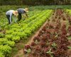 Pesquisa da Unifran revela nanotecnologia como aliada da agricultura sustentável - Jornal da Franca