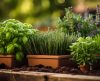 Plantas medicinais: veja 6 espécies que você consegue cultivar em casa - Jornal da Franca