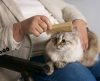 Pelagem dos gatos: saiba quais são os principais cuidados que você deve ter - Jornal da Franca