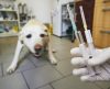 Seu pet tem medo de ir ao veterinário? Saiba como conseguir driblar o problema - Jornal da Franca