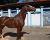 Expoagro 2024: com animais a postos, parte técnica começa nesta quinta-feira, 9 - Jornal da Franca