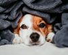 Cachorro sente frio? Saiba deixar seu pet confortável nos dias de temperatura baixa - Jornal da Franca
