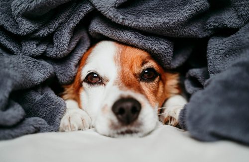 Cachorro sente frio? Saiba deixar seu pet confortável nos dias de temperatura baixa - Jornal da Franca