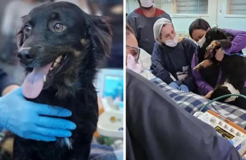 Paciente no Hospital das Clínicas de Ribeirão recebe visita de cão de estimação - Jornal da Franca