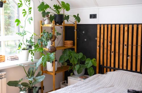 Dormir com plantas no quarto é perigoso? O que é mito e verdade, segundo a ciência - Jornal da Franca