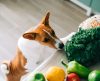 Bons para cachorro! 6 vegetais que os cães podem consumir sem medo - Jornal da Franca
