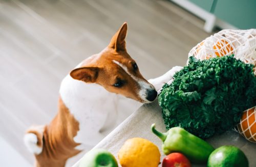 Bons para cachorro! 6 vegetais que os cães podem consumir sem medo - Jornal da Franca