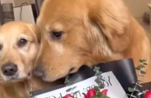 Cachorro amoroso faz surpresa bacana para a cãopanheira no Dia das Namorados - Jornal da Franca