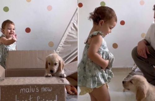 Reação de garotinha ganhando um cãozinho golden encanta a internet. Assista - Jornal da Franca
