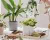 O inverno chegou! Confira 4 dicas para cuidar das plantas em casa durante a estação - Jornal da Franca