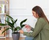 Mantenha as plantas de sua casa perfeitas usando apenas ingredientes de cozinha - Jornal da Franca