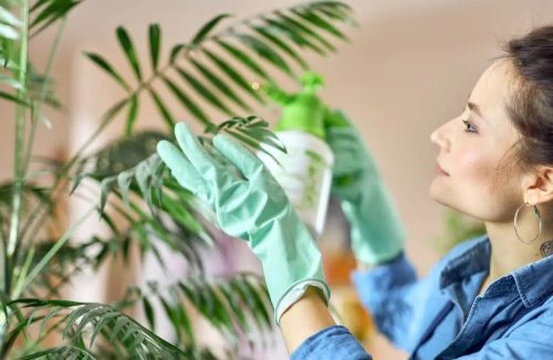 Como usar um preparado com sabão para proteger suas plantas caseiras das pragas? - Jornal da Franca