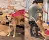 Rapaz tenta fazer carinho em cão que ninguém conseguia e o mais incrível acontece - Jornal da Franca