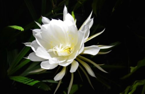 Dama-da-noite: como cultivar em casa ou no jardim a flor com perfume exuberante - Jornal da Franca