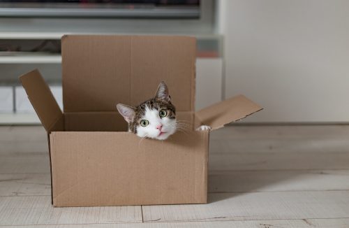 Como evitar que o gato de estimação arranhe seus móveis? Estudo traça estratégias - Jornal da Franca