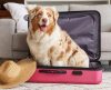 Férias com os pets: veja os cuidados ao viajar com o seu bichinho - Jornal da Franca