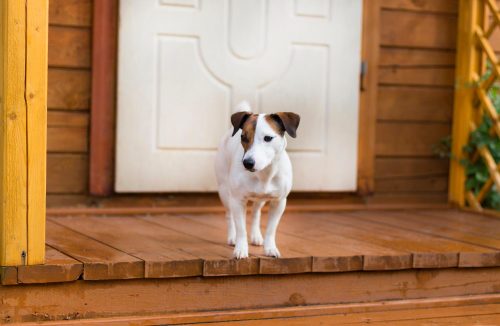 Seu cachorro fica bravo e late muito: saiba o que se pode fazer para acalmá-lo - Jornal da Franca