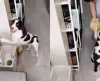 Cachorro esperto surpreende a internet ao lavar as patinhas após fazer seu passeio - Jornal da Franca