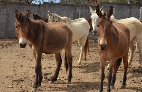 Franca realiza leilão de equinos e muares dia 2/9; saiba como participar - Jornal da Franca