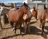 Canil e Guarda Civil de Franca apreendem 5 animais de grande porte nas ruas - Jornal da Franca