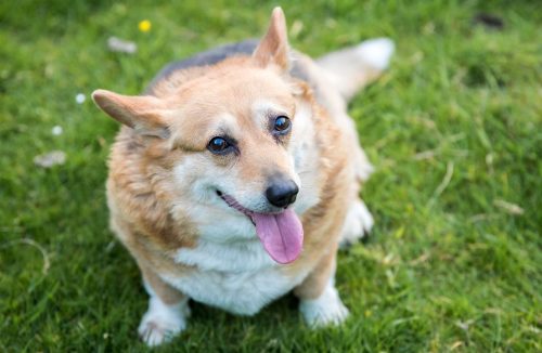 Obesidade em pets: veja os cuidados que você precisa ter para evitar a doença - Jornal da Franca