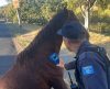 Cavalos soltos nas ruas é pesadelo para moradores e colocam vidas em risco em Franca - Jornal da Franca