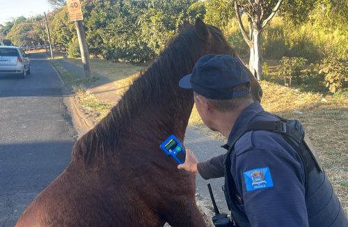 Cavalos soltos nas ruas é pesadelo para moradores e colocam vidas em risco em Franca - Jornal da Franca