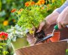 Pare de matar as plantas que leva para a casa! Veja 6 erros que você precisa evitar - Jornal da Franca