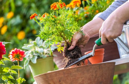 Pare de matar as plantas que leva para a casa! Veja 6 erros que você precisa evitar - Jornal da Franca