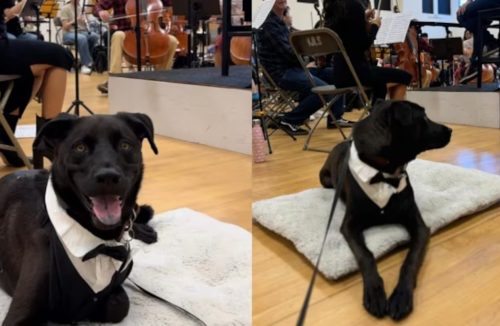 Cão vestido de smoking encanta internautas e viraliza ao ouvir música clássica - Jornal da Franca