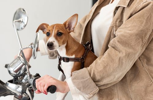 Posso transportar meu cãozinho na moto? Tenha cuidado com o que diz a lei - Jornal da Franca