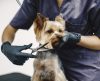 Estética Pet: cuidados e limites para garantir o bem-estar do animal de estimação - Jornal da Franca