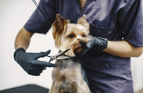 Estética Pet: cuidados e limites para garantir o bem-estar do animal de estimação - Jornal da Franca