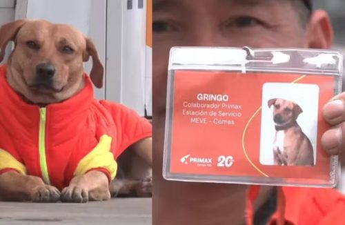 Cão herói espanta ladrões e ganha emprego com crachá em posto de gasolina - Jornal da Franca