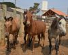 Perigo nas ruas: animais soltos colocam em risco motoristas e pedestres em Franca - Jornal da Franca