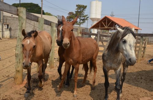 Perigo nas ruas: animais soltos colocam em risco motoristas e pedestres em Franca - Jornal da Franca