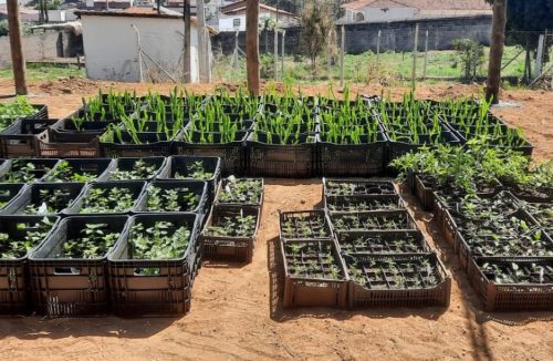 Fundação “Allan Kardec” promove workshop sobre plantas medicinais e uso terapêutico - Jornal da Franca