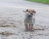 Cão que foi encontrado na rua com apenas um jornal, ganha muito mais do que isso - Jornal da Franca