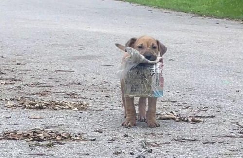 Cão que foi encontrado na rua com apenas um jornal, ganha muito mais do que isso - Jornal da Franca