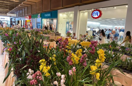 Franca Shopping recebe Feira de Orquídeas com variedades exclusivas - Jornal da Franca