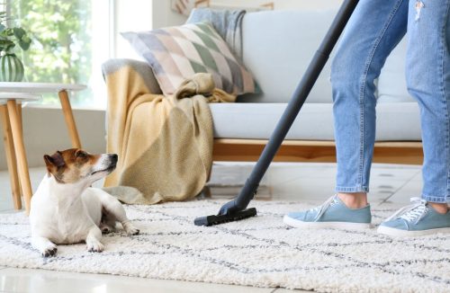 Confira dicas de limpeza essenciais para quem tem pets em casa - Jornal da Franca