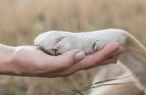 Após divórcio, cachorro recebe direito a pensão alimentícia; entenda a decisão! - Jornal da Franca