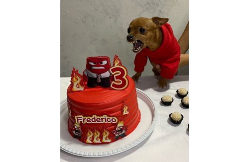 Cachorro ganha festa de aniversário com sua personalidade e diverte internautas! - Jornal da Franca