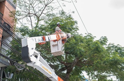 Cuidado ao fazer podas perto da rede elétrica: choques podem ser fatais, diz CPFL - Jornal da Franca